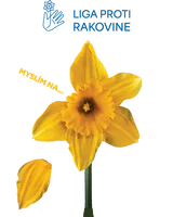 🌻 Deň narcisov