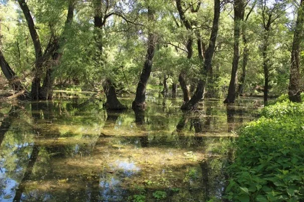Mačka vo vreci ~ zbierka pre Broz